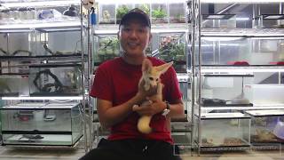 Fennec Fox.. Si Pencuri Kecil yang Imut!!!