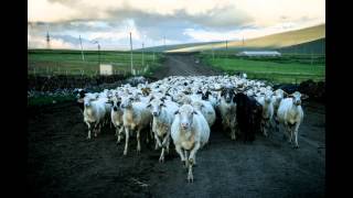 Schafherden im Kaukasus / Flocks of sheep in the Caucasus