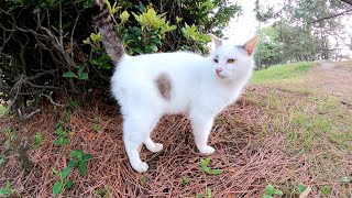 まろみたいな顔の猫が海が見える丘へ案内してくれた