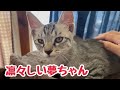 襖を開けると必ず走って来る猫と人馴れしてきた子猫たち