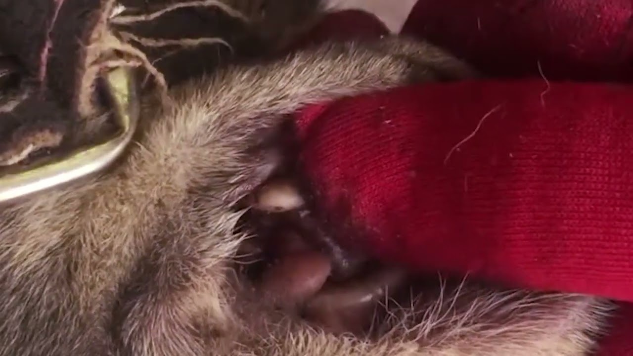 How to remove ticks form dog || Tick removal from dog