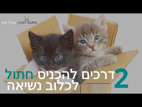 וִידֵאוֹ: איך מכניסים חתול לדיאטה