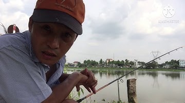 Câu cá ở bình mỹ củ chi cá ăn lia lịa 😄😄