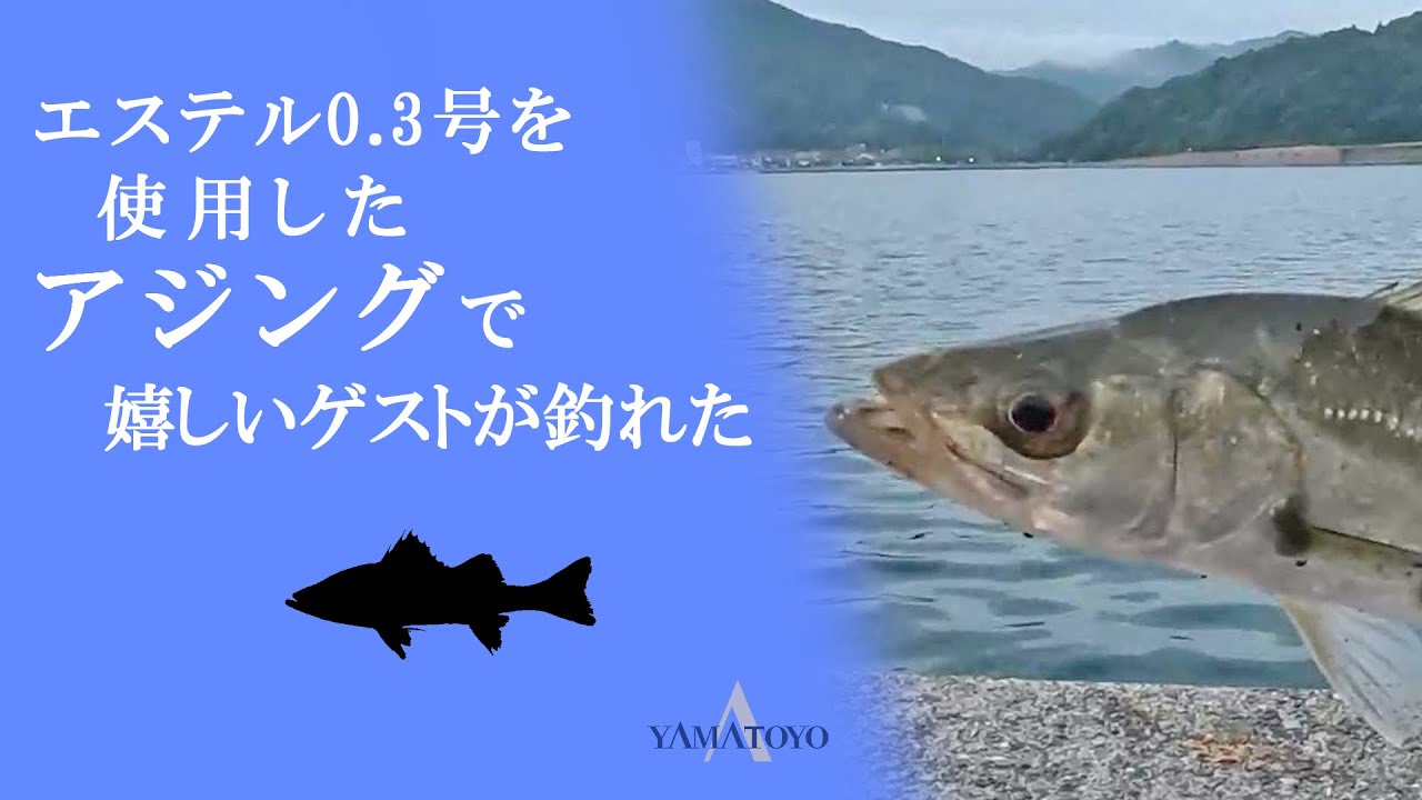 エステル0 3号を使用した アジングで 嬉しいゲストが釣れた Youtube エステル0 3号を使用した アジングで 嬉しいゲストが釣れた Youtube