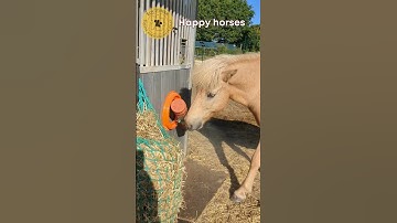 Look at them play! Horse Enrichment Puzzles – Keep Your Horse Happy, Engaged & Thinking