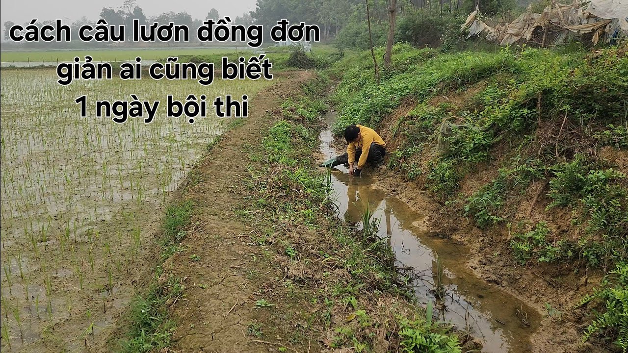 câu lươn đồng kết quả ko tưởng.đã vào mùa lươn ( PHÂN 1 )