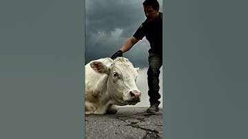 3 🐍 Courageous Heroes vs Giant Python — Epic Struggle to Save a Trapped Cow!