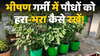 भीषण गर्मी में गार्डन के पौधों को हरा-भरा कैसे रखें | Summer Season Plant Care Tips In Hindi
