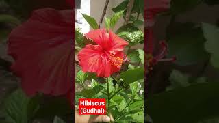 #gudhal #hibiscus #Shorts