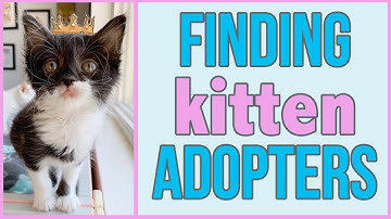 How to Find a Home for a Foster Kitten