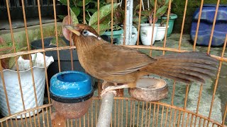 terapi burung wambi agar rajin bunyi, masteran wambi gacor