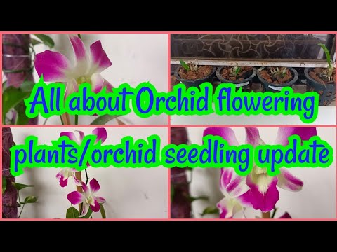 All about Orchid flowering plant/Orchid update/orchid के बारे में सम्पूर्ण जानकारी/ऑर्किड की अपडेट।