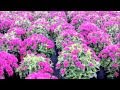 Best perennials  monarda grape gumball bee balm