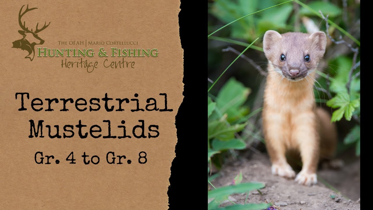 Terrestrial Mustelids Gr. 4-8