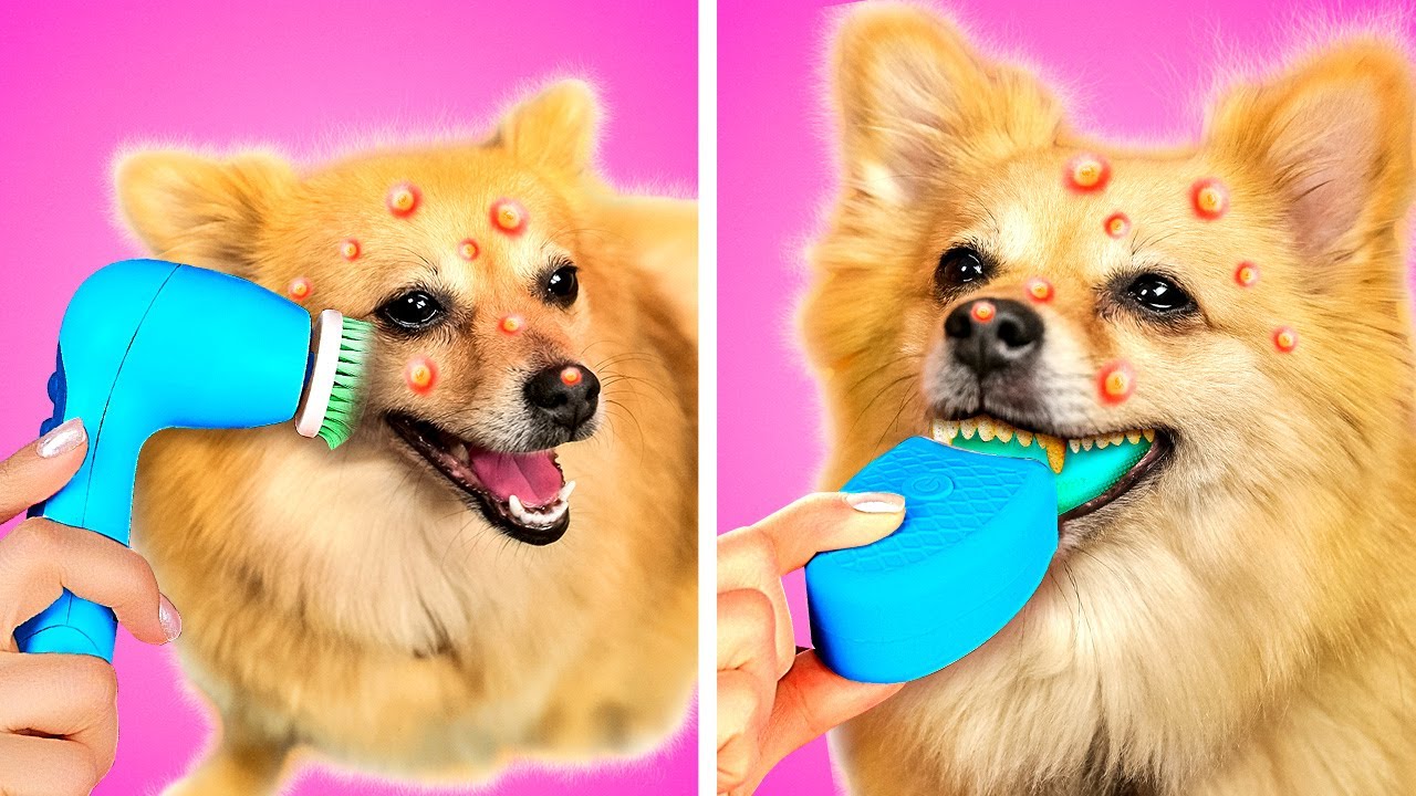 WOW! 😱 Virale HAUSTIERHacks und Gadgets! 🐕 MustHaveTricks für