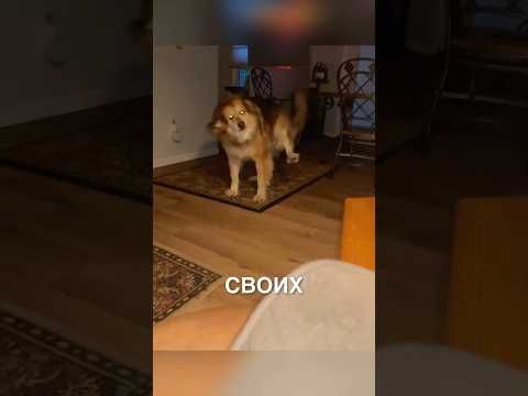 Пёсик просится гулять 😂 #истории #история #новости #новость #shorts