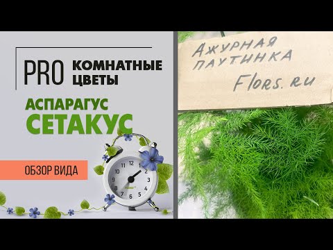 Video: Аспарагус идиштери