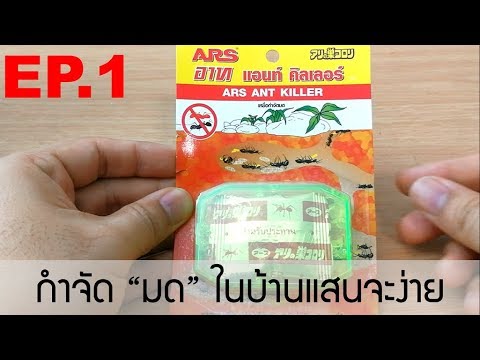 EP1: รีวิว อาท แอนท์ คิลเลอร์ (ARS Ant Killer) ผู้ช่วยกำจัดมดในบ้านคุณ