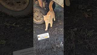 Я стану спортсменом #красиваякошка #бежит #cat #beginner