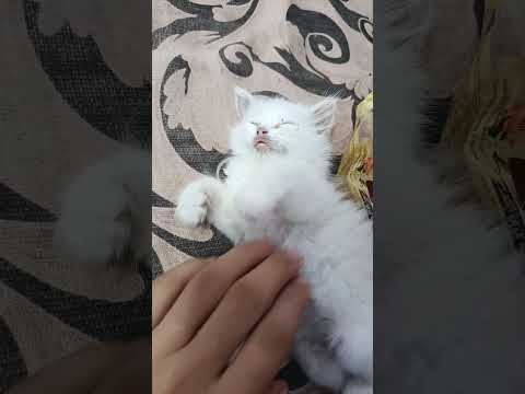 قوم يحماده عااه ضحك اكسبلور