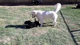 Cutest Brindle Bernedoodle Puppies Play with Super Sweet English Cream Golden Retriever