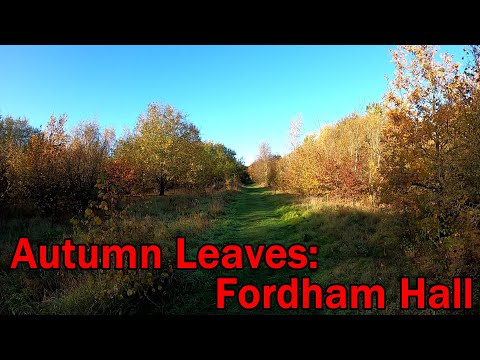 Trail Running:   Autumn Leaves, Fordham