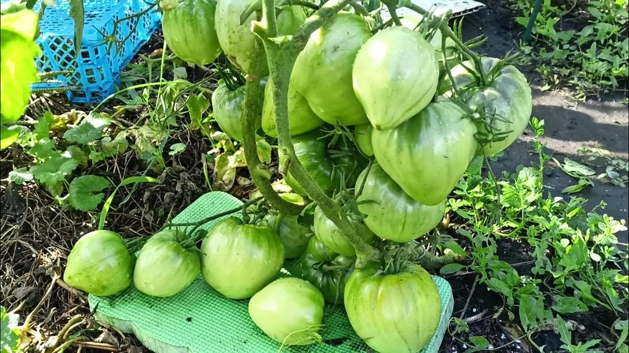 Алое сердце гиганта-томат из серии гном покоряет урожайностью и вкусом ...