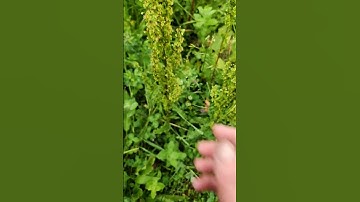 Dealing With Dock #plants #herbal #sustainability