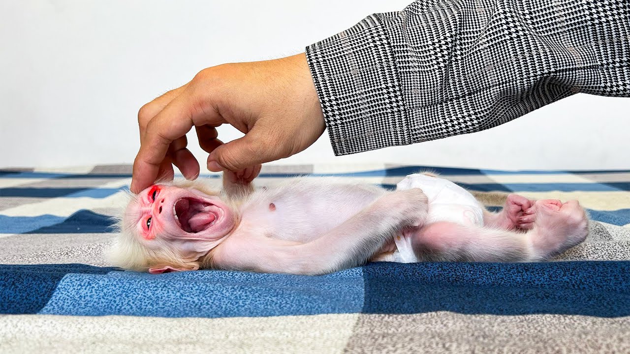 Monkey Baby Molly gets worse when Dad's brother comes home from work