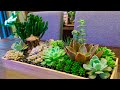 Succulent Arrangement in Wooden Box