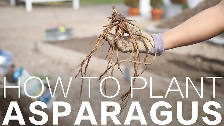 How to Plant Asparagus // Garden Answer - DayDayNews