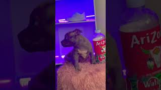 Lilac Brindle Female Exotic Bully Zaza Toro