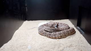 Red Diamondback Rattlesnake Live Feeding