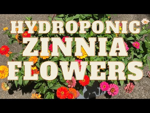 Hydroponic Zinnia Flowers