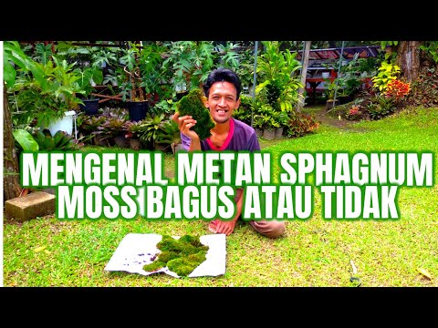 Video: Is Sphagnum Moss Peat Moss - Apa Perbedaan Antara Sphagnum Moss Dan Sphagnum Peat