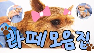 [세븐틴] (권)라떼 고잉 모음집 (지극히 주인장이 보고싶어서 만든)