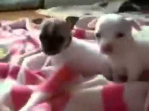 Video: Sådan Fodres En Chihuahua Hvalp