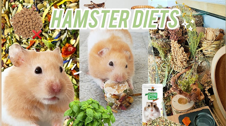 Hamster Diets | What to Feed your Hamster | How much and how often to Feed your Pet 🐹🍄🌿