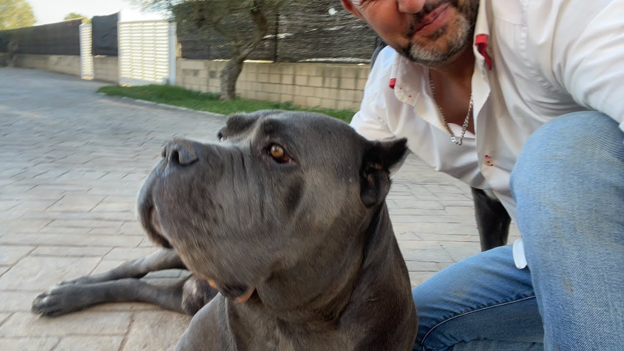 CANE CORSO - 2 Mordida mas POTENTE del MUNDO - YouTube