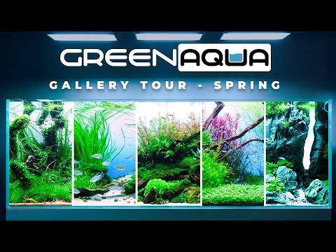 GREEN AQUA Gallery Tour 2024 | Cinematic