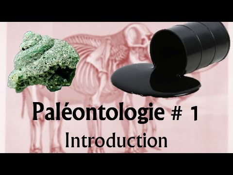 Vidéo: Y a-t-il un mot paléontologie ?
