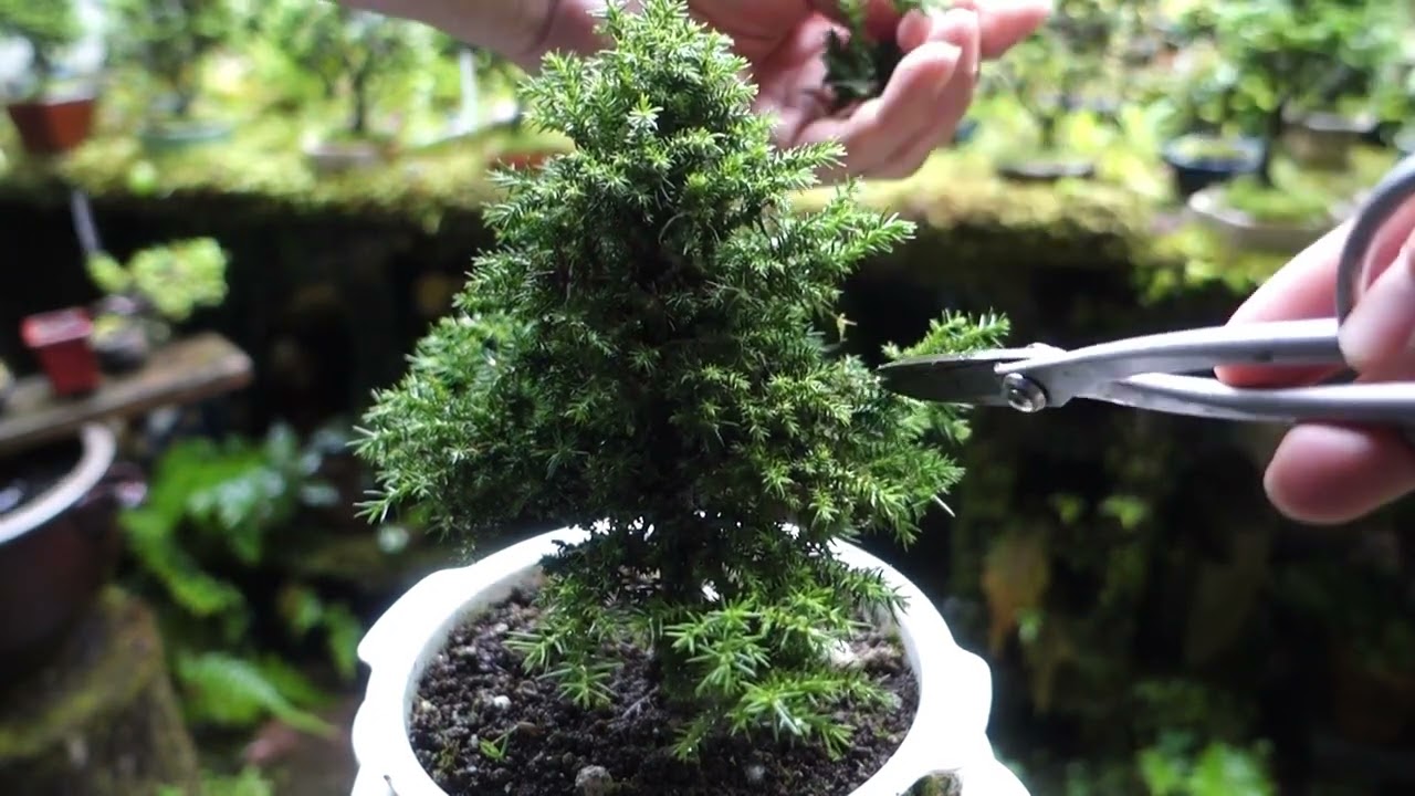 挿し木から育てた八房スギの剪定（2019年の挿し木 ） ♯512 - YouTube