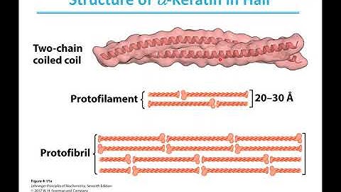 Lecture 7: Tertiary and Quaternary Protein Structure - 09/17/20