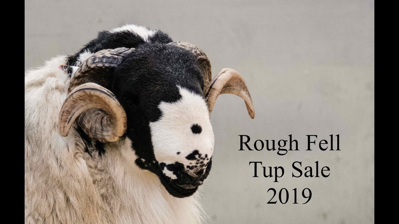 Rough Fell Tup Sale 2019 (highlights)