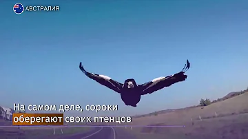 Сороки в Австралии нападают на пешеходов и велосипедистов