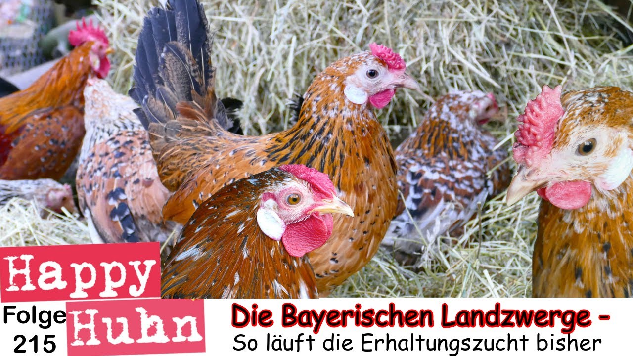 Fußmatte Huhn Hühnerstall Schmutzfänger Eier wachsam Hühner Hier wache ich Fußmatte Huhn Hühnerstall Schmutzfänger Eier wachsam Hühner Hier wache ich