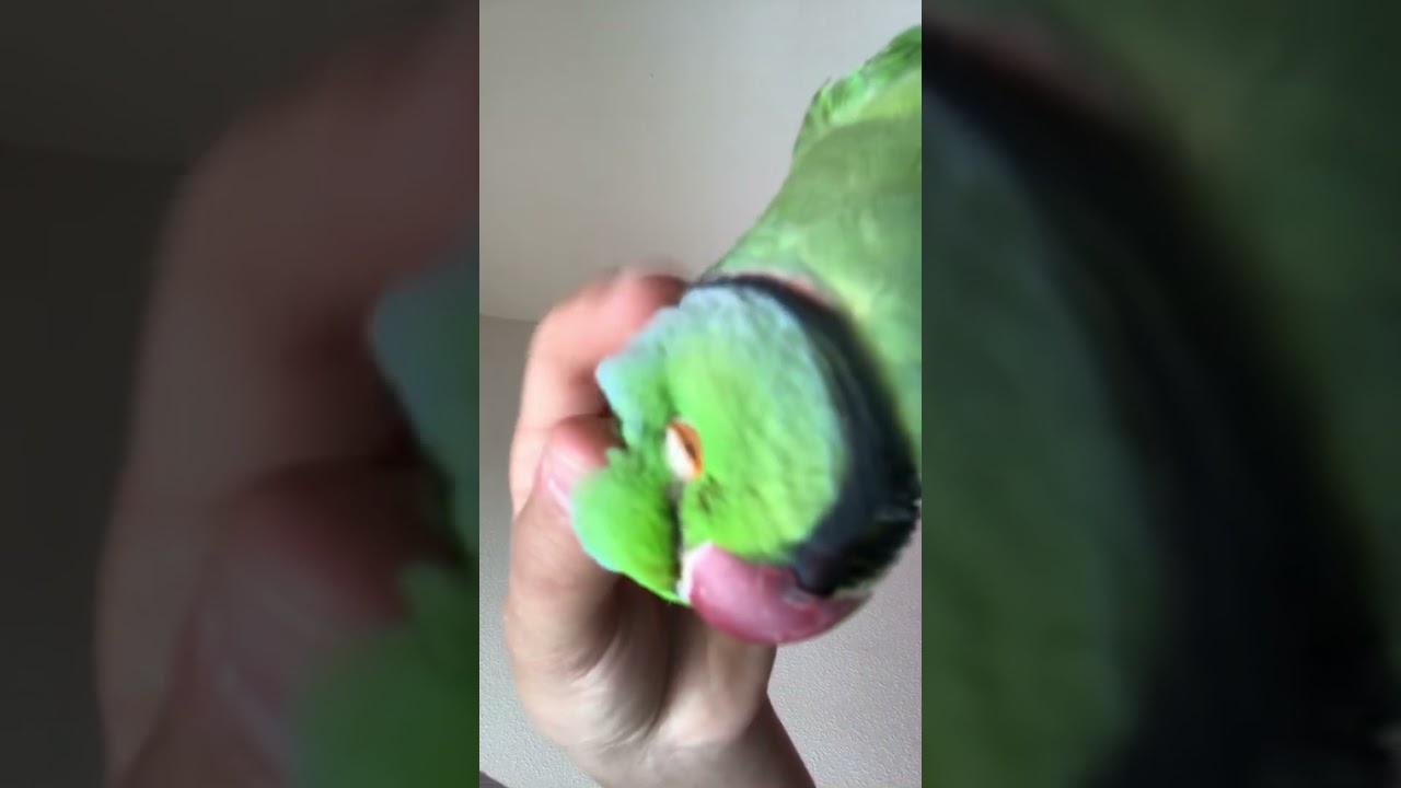 Cute cuddles with Riki the Indian Ringneck parrot💚 very adorable video