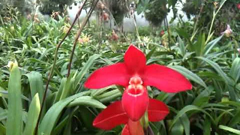 OrchidWeb - Phrag. Jason Fischer