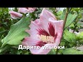 Дарите улыбки. Стих