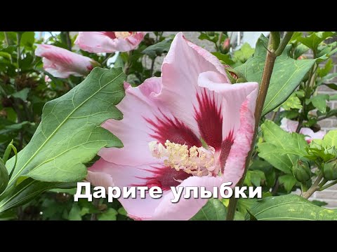 Дарите улыбки. Стих